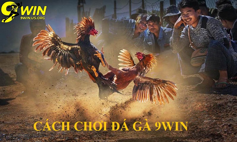 Đá gà 9win – Sân chơi giải trí đỉnh cao cho người đam mê