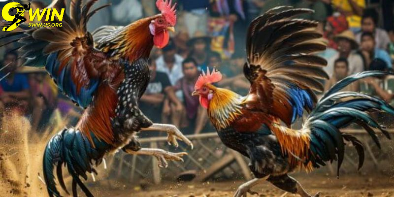 Những lưu ý quan trọng khi chơi Đá gà 9win